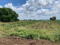 ที่ดินเปล่า 7-3-73 ไร่  ต.ดีลัง อ.พัฒนานิคม จ.ลพบุรี-202509271305381758953138762.jpg