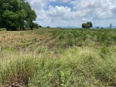 ที่ดินเปล่า 7-3-73 ไร่  ต.ดีลัง อ.พัฒนานิคม จ.ลพบุรี-202509271305391758953139224.jpg