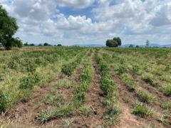 ที่ดินเปล่า 7-3-73 ไร่  ต.ดีลัง อ.พัฒนานิคม จ.ลพบุรี-202509271305391758953139690.jpg