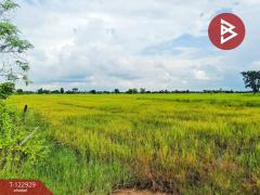 ขายที่ดิน เนื้อที่ 11 ไร่ 3 งาน 20 ตร.วา ยางตลาด กาฬสินธุ์-202509271638121758965892864.jpg