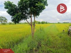 ขายที่ดิน เนื้อที่ 11 ไร่ 3 งาน 20 ตร.วา ยางตลาด กาฬสินธุ์-202509271638131758965893395.jpg