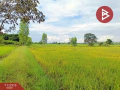 ขายที่ดิน เนื้อที่ 11 ไร่ 3 งาน 20 ตร.วา ยางตลาด กาฬสินธุ์-202509271638131758965893929.jpg