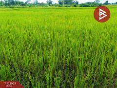 ขายที่ดิน เนื้อที่ 11 ไร่ 3 งาน 20 ตร.วา ยางตลาด กาฬสินธุ์-202509271638141758965894460.jpg