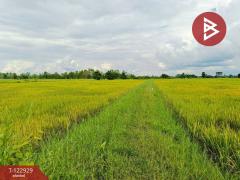 ขายที่ดิน เนื้อที่ 11 ไร่ 3 งาน 20 ตร.วา ยางตลาด กาฬสินธุ์-202509271638161758965896592.jpg