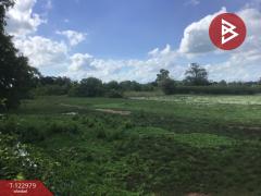 ขายที่ดิน เนื้อที่ 6 ไร่ 2 งาน 95 ตารางวา อ.ด่านขุนทด นครราชสีมา