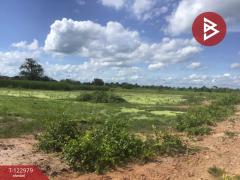 ขายที่ดิน เนื้อที่ 6 ไร่ 2 งาน 95 ตารางวา อ.ด่านขุนทด นครราชสีมา-202509271658151758967095972.jpg