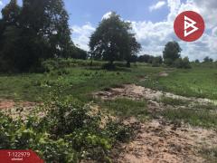 ขายที่ดิน เนื้อที่ 6 ไร่ 2 งาน 95 ตารางวา อ.ด่านขุนทด นครราชสีมา-202509271658171758967097015.jpg