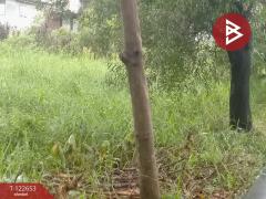 ขายที่ดิน เนื้อที่ 1 งาน ประเวศ กรุงเทพมหานคร-202509271717161758968236516.jpg