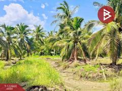ขายที่ดินพร้อมสวนมะพร้าวน้ำหอม เนื้อที่ 4 ไร่ 3 งาน 66.9 ตร.วา อัมพวา สมุทรสงคราม