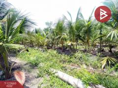 ขายที่ดินพร้อมสวนมะพร้าวน้ำหอม เนื้อที่ 4 ไร่ 3 งาน 66.9 ตร.วา อัมพวา สมุทรสงคราม-202509281107021759032422515.jpg