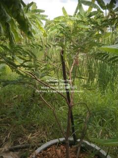  DSL-295.2 SALE พื้นที่ดิน ที่ดินซอยแย้มผกา 2 (บางบอน 4)  5900000 THB ใกล้ โรงเรียนสารสาสน์วิเทศบางบอน 99 (2.4 กม.) ราคาสุดคุ้ม