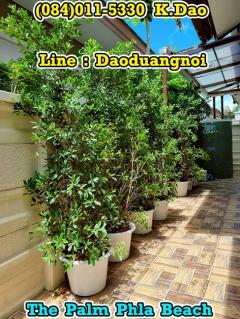 #The Palm Phla Beach, Ban Chang *** Corner House *** Sale / Rent +++ New Renovation House +++-202509291054221759118062656.jpg