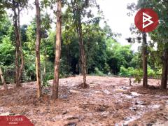 ขายที่ดิน เนื้อที่ 1 งาน 30 ตร.วา ท่าเสา อุตรดิตถ์-202509291450181759132218300.jpg