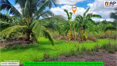 ที่ดินริมแม่น้ำท่าจีน ผังเมืองสีเขียวลาย-202509291631421759138302884.jpg