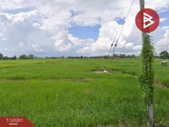 ขายด่วนที่ดินเปล่า เนื้อที่ 13 ไร่ 3 งาน 18 ตารางวา ดอกคำใต้ พะเยา ราคาถูก-202509301349031759214943373.jpg