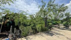 ขายที่ดิน 67.8 ตรว สุขสวัสดิ์ 78 ซอยวัดชังเรือง คู่สร้าง-คู่สม โครงการ3 ซอย 4/3 ราคาถูก ใกล้ตลาดคู่สร้าง-202510011528531759307333475.jpg