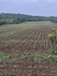 ขายที่ดิน 24ไร่ 1งาน 86ตร.ว.-202510011609281759309768343.jpg