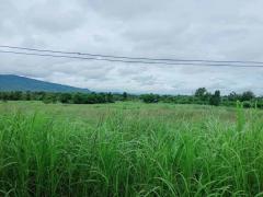 ขายที่ดิน 55-1-48 ไร่ อ.บ้านโฮ่ง ลำพูน