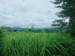 ขายที่ดิน 55-1-48 ไร่ อ.บ้านโฮ่ง ลำพูน-202510021209511759381791044.jpg