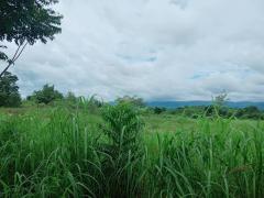 ขายที่ดิน 55-1-48 ไร่ อ.บ้านโฮ่ง ลำพูน-202510021209551759381795141.jpg