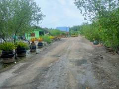 ขายเติมจันทร์โฮมสเตย์ ถนนโครงข่ายถนนเลียบชายฝั่งทะเลตะวันตก ต. บางตะบูน อ.บ้านแหลม จ.เพชรบุรี-202510021405031759388703332.jpg