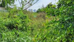 ขายที่ถมแล้ว  93.6  ตรว. ใกล้สถานีรถไฟฟ้าสายสีชมพู เมืองทองธานี ต.บ้านใหม่  อ.ปากเกร็ด(ตลาดขวัญ)  จ.นนทบุรี-202510030913021759457582415.jpg