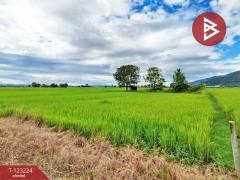 ขายที่ดินเปล่า เนื้อที่ 4 ไร่ 3 งาน 2.5 ตารางวา อ.เทิง เชียงราย-202510030950321759459832669.jpg