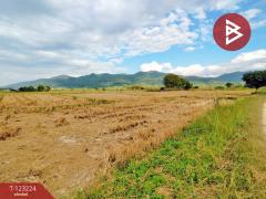 ขายที่ดินเปล่า เนื้อที่ 4 ไร่ 3 งาน 2.5 ตารางวา อ.เทิง เชียงราย-202510030950341759459834058.jpg