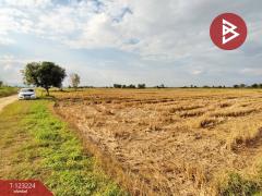 ขายที่ดินเปล่า เนื้อที่ 4 ไร่ 3 งาน 2.5 ตารางวา อ.เทิง เชียงราย-202510030950341759459834590.jpg