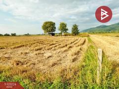 ขายที่ดินเปล่า เนื้อที่ 4 ไร่ 3 งาน 2.5 ตารางวา อ.เทิง เชียงราย-202510030950351759459835112.jpg