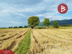 ขายที่ดินเปล่า เนื้อที่ 4 ไร่ 3 งาน 2.5 ตารางวา อ.เทิง เชียงราย-202510030950351759459835645.jpg