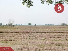 ขายที่ดินเปล่า เนื้อที่ 4 ไร่ 3 งาน 2.5 ตารางวา อ.เทิง เชียงราย-202510030950361759459836728.jpg