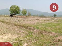 ขายที่ดินเปล่า เนื้อที่ 4 ไร่ 3 งาน 2.5 ตารางวา อ.เทิง เชียงราย-202510030950371759459837836.jpg