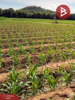 ขายที่ดินเปล่า เนื้อที่ 2 ไร่ 3 งาน 78.7 ตารางวา อ.ท่ามะกา กาญจนบุรี