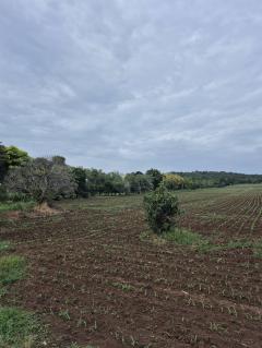 ขายที่ดิน 24ไร่ 1งาน 86ตร.ว.-202510031716351759486595185.jpg