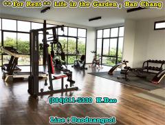 #Life in the garden, Ban Chang *** House for Rent ***-202510041145381759553138866.jpg