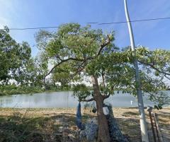 ขายที่ดินเปล่า ติดถนนซอยสุนทรวิภาค ใกล้ถนนเทพารักษ์ สมุทรปราการ เหมาะทำธุรกิจ 17 ไร่ 3 งาน 36 ตร.ว-202510041503591759565039868.jpg