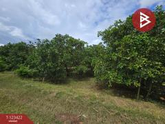 ขายที่ดิน เนื้อที่ 9 ไร่ 1 งาน 75.3 ตร.วา ดงกลาง พิจิตร-202510051648581759657738828.jpg