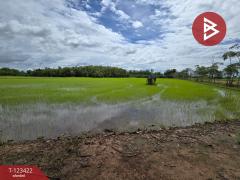 ขายที่ดิน เนื้อที่ 9 ไร่ 1 งาน 75.3 ตร.วา ดงกลาง พิจิตร-202510051649001759657740389.jpg