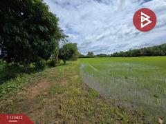 ขายที่ดิน เนื้อที่ 9 ไร่ 1 งาน 75.3 ตร.วา ดงกลาง พิจิตร-202510051649011759657741434.jpg