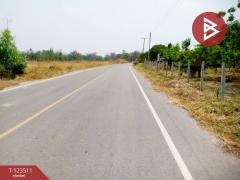 ขายที่ดิน เนื้อที่ 4 ไร่ 3 งาน 55 ตร.วา โพธิ์ชัย หนองบัวลำภู-202510051731031759660263015.jpg