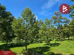 ขายที่ดินพร้อมสวน เนื้อที่ 4 ไร่ 3 งาน 69.4 ตร.วา ท่าใหม่ จันทบุรี-202510061129201759724960309.jpg