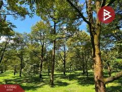 ขายที่ดินพร้อมสวน เนื้อที่ 4 ไร่ 3 งาน 69.4 ตร.วา ท่าใหม่ จันทบุรี-202510061129221759724962004.jpg