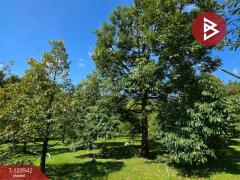 ขายที่ดินพร้อมสวน เนื้อที่ 4 ไร่ 3 งาน 69.4 ตร.วา ท่าใหม่ จันทบุรี-202510061129221759724962566.jpg