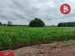 ขายที่ดินแปลงสวย เนื้อที่ 92 ไร่ 3 งาน 81.8 ตารางวา ทำเลดี ติดถนนเส้นหลัก วังทอง พิษณุโลก-202510061213381759727618090.jpg