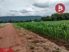 ขายที่ดินแปลงสวย เนื้อที่ 92 ไร่ 3 งาน 81.8 ตารางวา ทำเลดี ติดถนนเส้นหลัก วังทอง พิษณุโลก-202510061213391759727619147.jpg