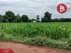 ขายที่ดินแปลงสวย เนื้อที่ 92 ไร่ 3 งาน 81.8 ตารางวา ทำเลดี ติดถนนเส้นหลัก วังทอง พิษณุโลก-202510061213391759727619665.jpg