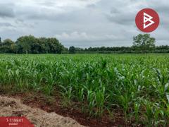 ขายที่ดินแปลงสวย เนื้อที่ 92 ไร่ 3 งาน 81.8 ตารางวา ทำเลดี ติดถนนเส้นหลัก วังทอง พิษณุโลก-202510061213411759727621923.jpg