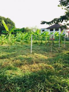 ให้เช่าที่ดิน 420ตร.วา ที่ดินถมแล้วพร้อมใข้ ติดถนนซอยพุทธบูชา 39 -202510061221511759728111059.jpg