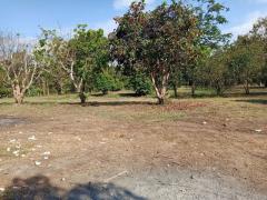 ขายที่ดินสวย ทำเลดี เขตเทศบาลเชียงคาน จ.เลย – เหมาะลงทุนหรือปลูกบ้าน